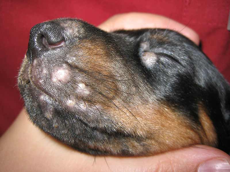 инфекционный дерматит у собак
