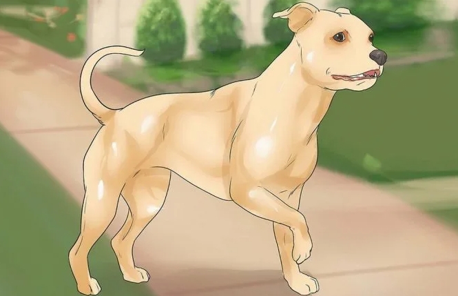 Причины хромоты у собак