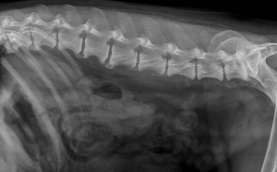 рентген спондилеза у собаки