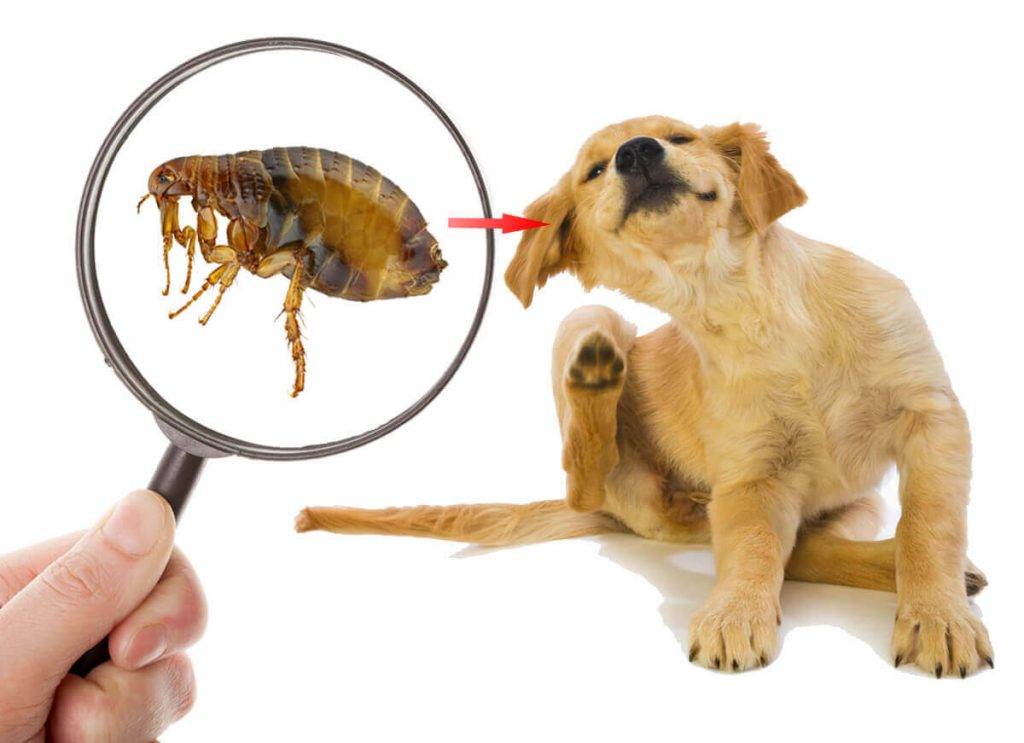 Блошиный дерматит у собак: симптомы, лечение, профилактика
