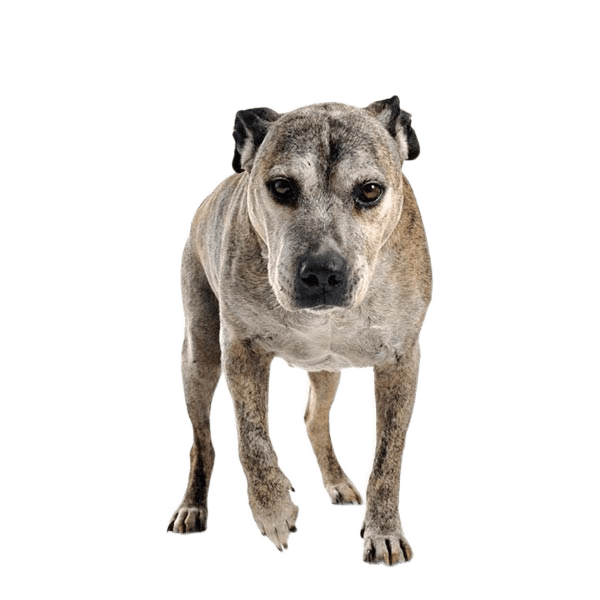 Артрит у собак: причины, виды и способы лечения | VetStem