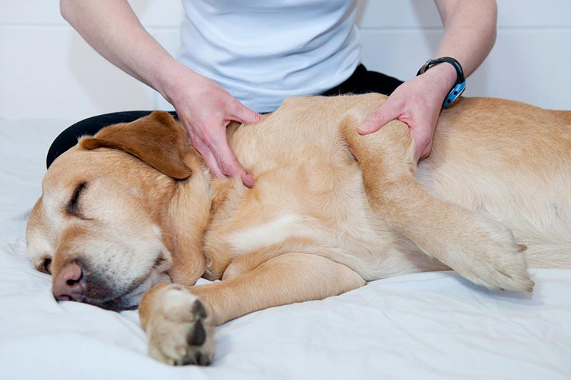 Артрит у собак: причины, виды и способы лечения | VetStem
