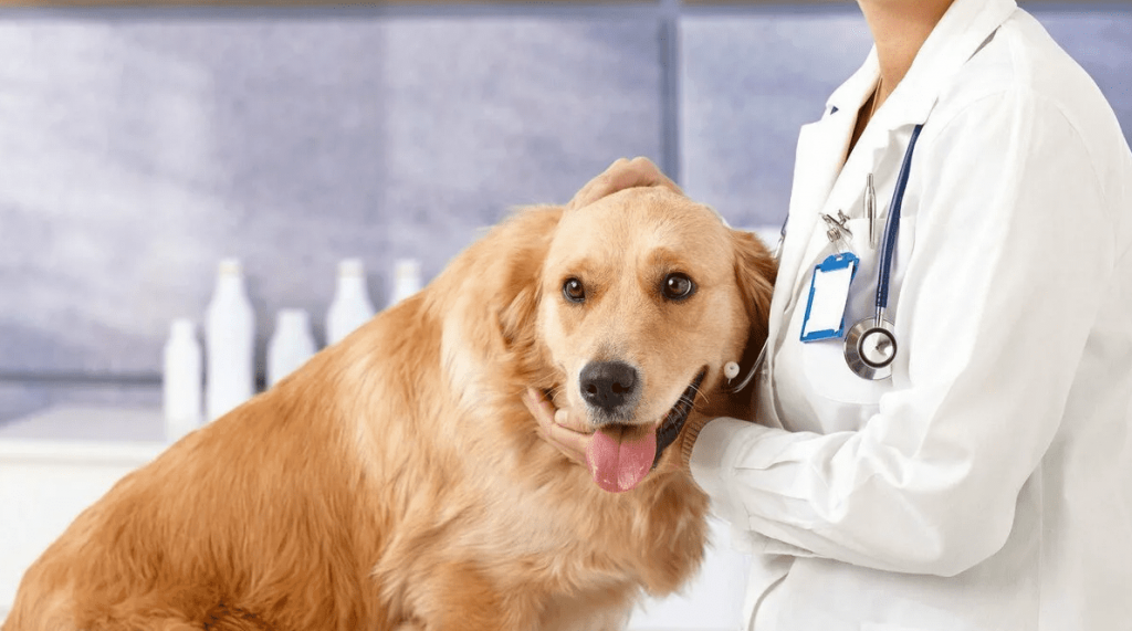 лечение атопического дерматита у собаки в клинике